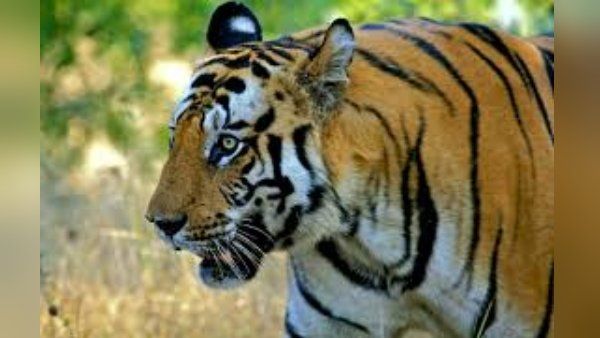 આ વાઘ અસલી હીરો છે