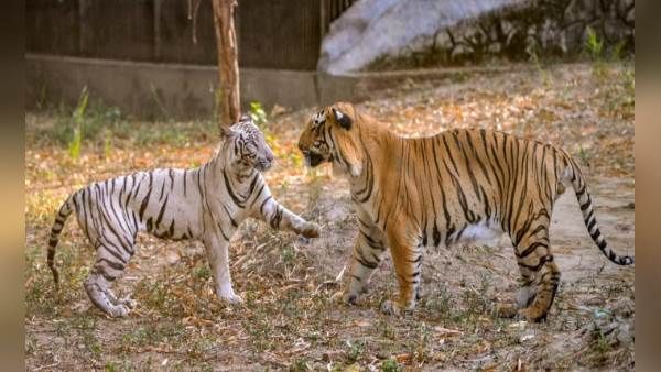 યૂઝરે પૂછ્યું- શું વાઘણ મળી?