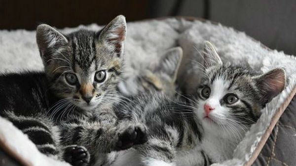 પહેલો કન્ફર્મ કેસ