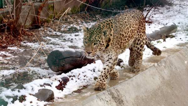 રાતના અંધારામાં હીમ તેંદુઓ ગામમાં પ્રવેશ્યો રાતના અંધારામાં હીમ તેંદુઓ ગામમાં પ્રવેશ્યો