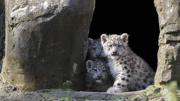 વન બિલ્વાથી પણ ગ્રામજનોમાં ફફડાટ વન બિલ્વાથી પણ ગ્રામજનોમાં ફફડાટ