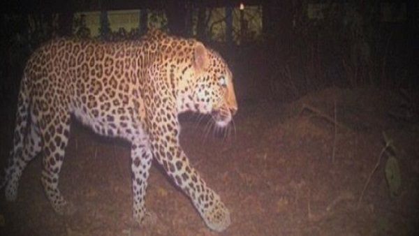 ડભોઇમાં દીપડાનો આતંક, બે પાડીઓનું કર્યું મારણ