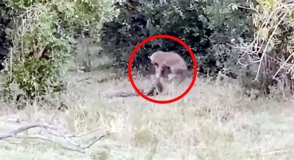 જંગલમાં અજગર અને દીપડા વચ્ચે થઈ ખતરનાક લડાઈ, Videoમાં જુઓ કોણ જીત્યું