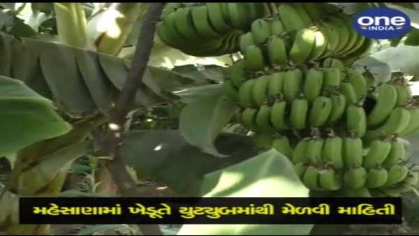 મહેસાણામાં ખેડૂતે યુટ્યુબમાંથી માહિતી મેળવી કરી કેળાની ખેતી