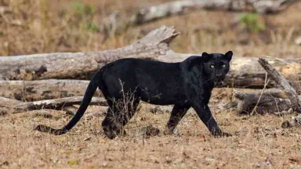 છત્તીસગઢના જંગલમાં દેખાયું કાળા કલરનું દર્લભ પ્રાણી, શું તમે ક્યારેય જોયું?