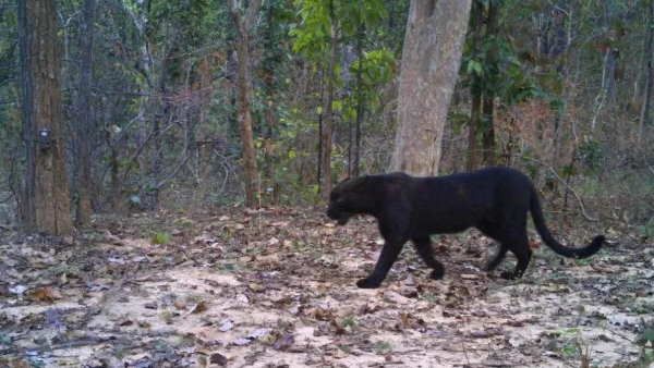 વાઘ માટે લગાવેલ ટ્રેપ કેમેરામાં રેકોર્ડ થયો