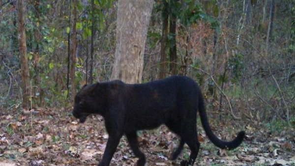 જાણો કયા કારણે તેમનો રંગ કાળ હોયો