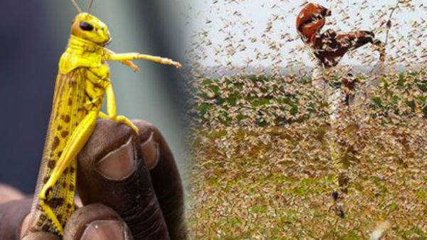 યુપીમાં તીડનું આક્રમણ