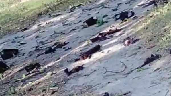 બ્રેઈન હેમરેજ થવાથી ચામાચીડિયાના મોત