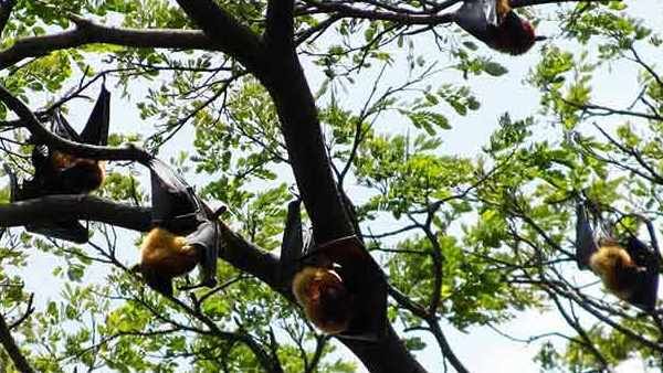 બલિયાથી પણ મોકલવામાં આવ્યા સેમ્પલ