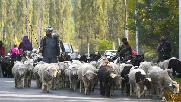 પશુધન અને પશુપાલન માટે 28,343 કરોડ રૂપિયાના પેકેજનુ એલાન