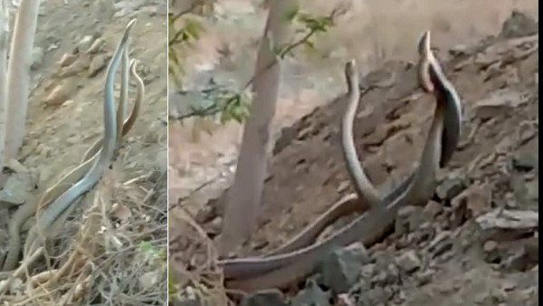 ત્રણ સાપોની જોડી કરી રહી છે એકબીજા સાથે મસ્તી, જુઓ Video