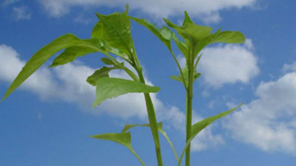 ખાસ વાતો