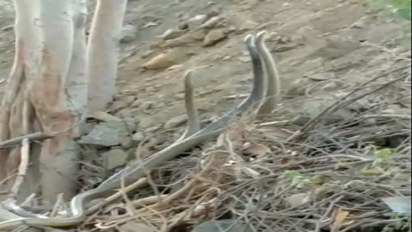 ત્રણે સાપોનો રેકોર્ડ કરવામાં આવ્યો વીડિયો