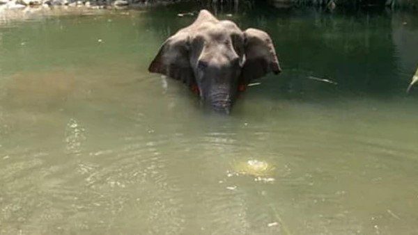 કેરળમાં ગર્ભવતી હાથણીના મોત કેસમાં એક વ્યક્તિની ધરપકડ