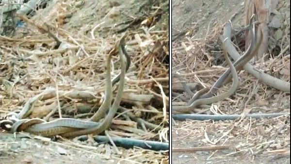 ફોરેસ્ટ અધિકારીએ જણાવી સાપોની મહત્વની વાતો