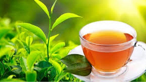 શું ચા પીવાથી રોગપ્રતિકારક શક્તિ ઘટી જાય છે?