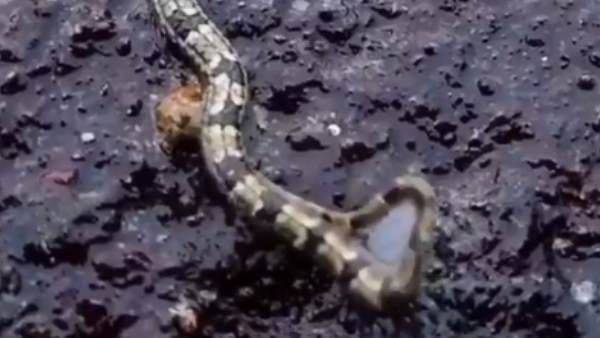 કેટલાય લોકોએ પહેલીવાર જોયું આવું જીવ