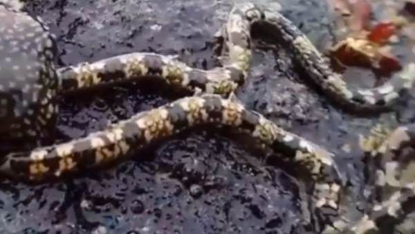 પાંચ હાથવાળા આ જીવને ક્યારેય જોયું? લોકો પહેલા સાપ સમજી બેઠા હતા પણ...