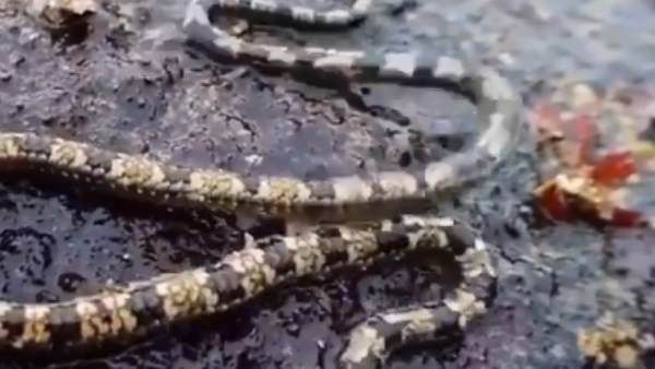 આ જીવ સમુદ્રમાં રહેતું બ્રીટલ સ્ટાર છે