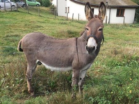 78 હજાર રૂપિયે પ્રતિ કીલો વેચાઇ રહ્યું છે ગધેડીના દુધનું પનીર