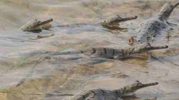 લૉકડાઉનમાં ઘેરિયલનો પરિવાર વધ્યો