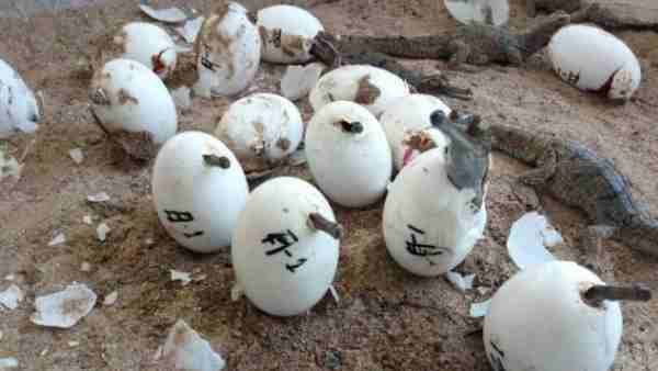 વરસાદથી નુકસાન થાય