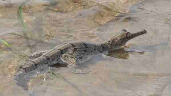 1980માં 40 ઘેરિયલ મળ્યા હતા