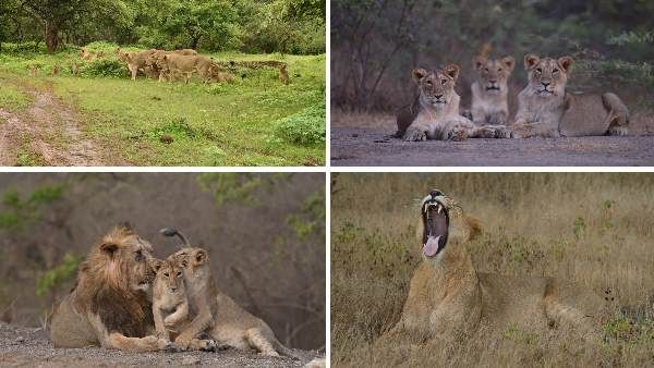 પૂનમ અવલોકનમાં આંકડા સામે આવ્યા