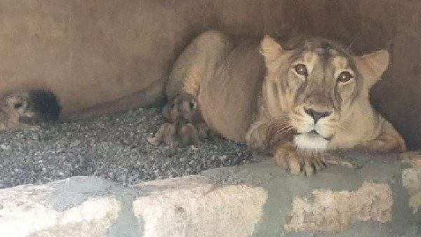 આ વર્ષે અત્યાર સુધી 85 એશિયાઈ સિંહે માર્યા ગયા