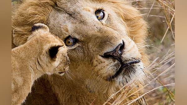 8 વર્ષોમાં થયા 500થી વધુ સિંહોના મોત