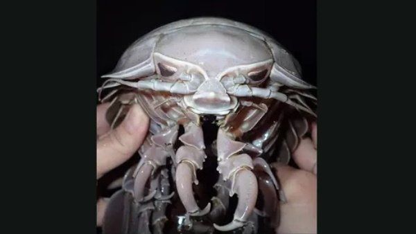 હિંદ મહાસાગરમાં અજીબોગરીબ જીવ મળ્યું