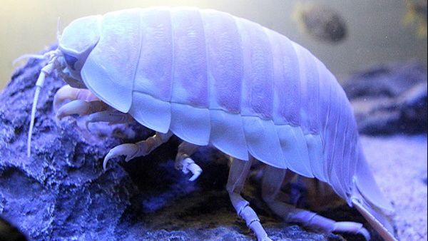 14 પગ વાળો સમુદ્રી કોક્રોચ