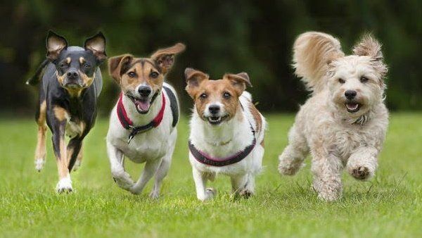 ડોગીએ નદી કેવી રીતે પાર કરી એજ મોટો સવાલ