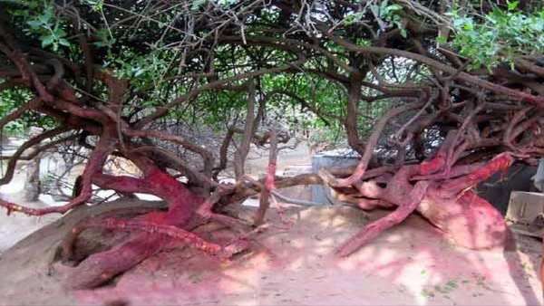 આ કૃષ્ણ ભૂમિમાં રાત રોકાવાની મનાઈ છે નહિતર....