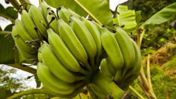 Vastu Tips: ઘરમાં કેળાનું ઝાડ લગાવવું જોઈએ કે નહિ?