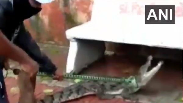 Video: વડોદરાના રસ્તાઓ પર લટાર મારી રહ્યો હતો મઘર, પકડવામાં પરસેવો છૂટી ગયો