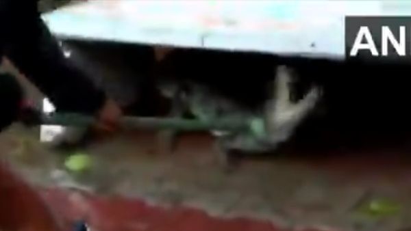 વોલેન્ટિયર્સે મઘરને કાબૂ કર્યો