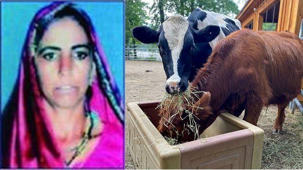 દર મહિને 9 લાખ કમાય છે નવલબેન