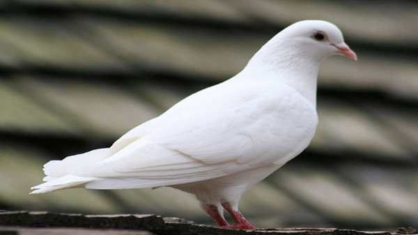 સફેદ કબૂતરને શાંતિના દૂત માનવામાં આવે