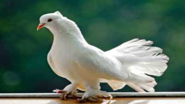 ગ્રીક પૌરાણિક કથાઓમાં કબૂતરનો ઉપયોગ