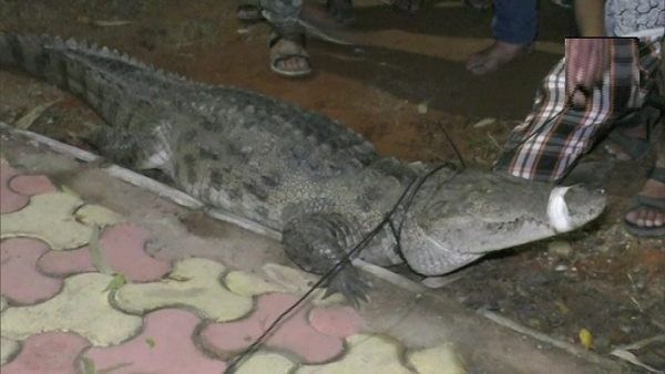 8 ફૂટ લાંબો મગર પકડ્યો