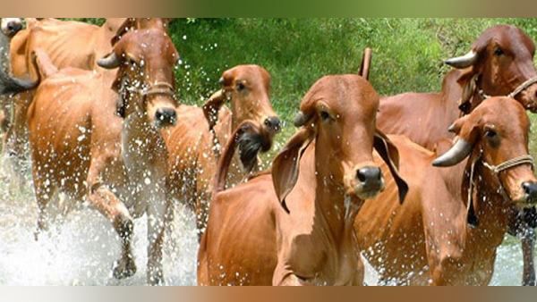 આત્મનિર્ભર ભારતમાં યોગદાન આપી રહી છુ