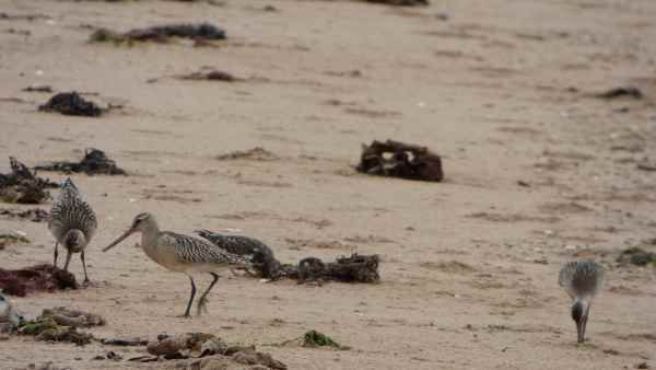 માણસોની જરૂરતે વન્યજીવોને તબાહ કરી નાખ્યા