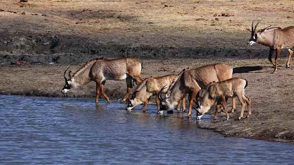 માણસોની હરકતોથી 46 વર્ષમાં વિશ્વના બે-તૃતિયાંશ જાનવર ખતમ થઈ ગયાં, WWFનો રિપોર્ટ