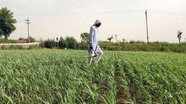 યુપીના ખેડૂતોનું કડવું સત્ય