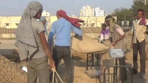 1055ના ટેકાના ભાવે સરકાર મગફળી ખરીદશે, 1 ઑક્ટોબરથી રજિસ્ટ્રેશન શરૂ થશે