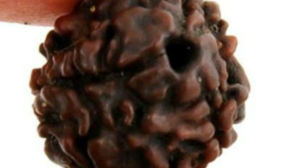 ચાર મુખી રુદ્રાક્ષ ઈમ્યુનિટી વધારે છે, આપે છે પાવર