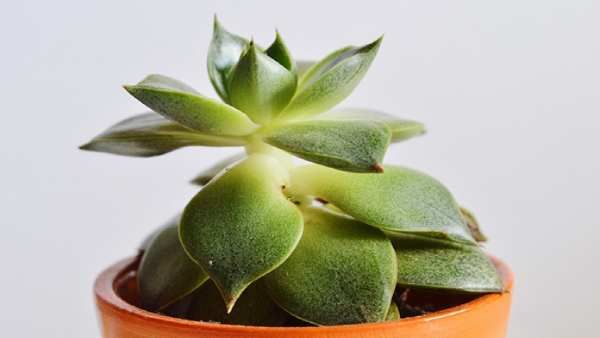 ક્રાસુલા