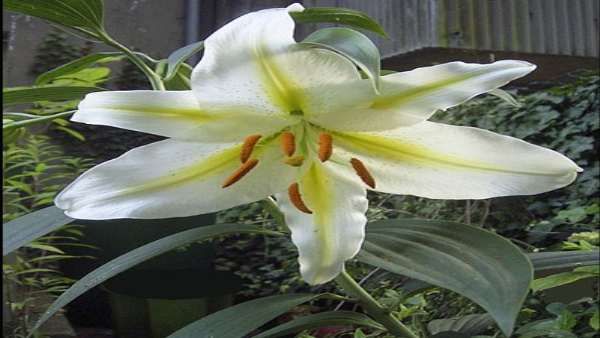 પીસ લીલી